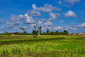 Fototapeta na wymiar Indonesian farmer working his field with a machine. Green fresh grass, coconut palms on the background and bright blue sky above. Travel to non-touristic places of the island. Bali, Indonesia.