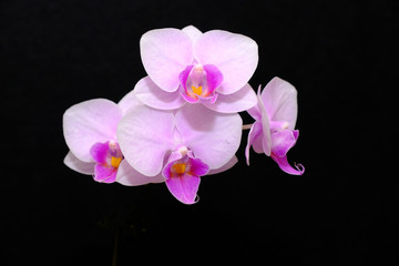 orchid on white background