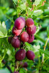 Ripe brown gooseberry berry grows on the branches of a Bush with green leaves, summer landscape