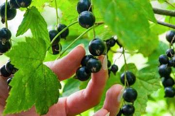 Female hand breaks a ripe black currant berries from the Bush, summer landscape