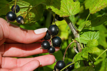 Female hand breaks a ripe black currant berries from the Bush, summer landscape
