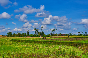 Fototapeta na wymiar Indonesian farmer working his field with a machine. Green fresh grass, coconut palms on the background and bright blue sky above. Travel to non-touristic places of the island. Bali, Indonesia.