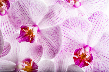 the background from pink orchid