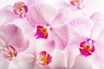 the background from pink orchid