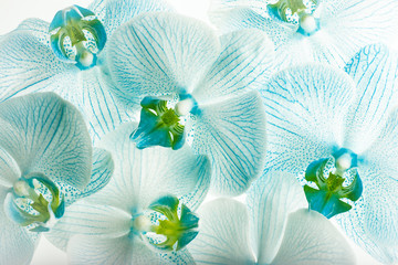 the background from blue orchid