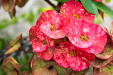 Pink crown of Thorns Plant, green background