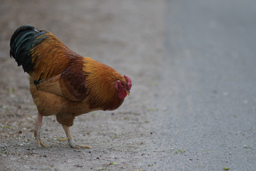 portrait of cock with red cockscomb