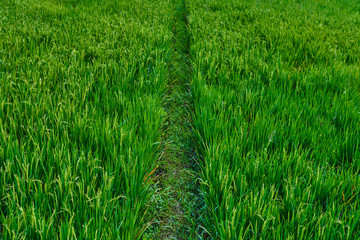 Fototapeta premium Rice flowers and seeds in paddy fields with natural background, food and rice product display. Healthy food. Great source of energy. Rich source of carbohydrates. Bali, Indonesia. Nftural background.