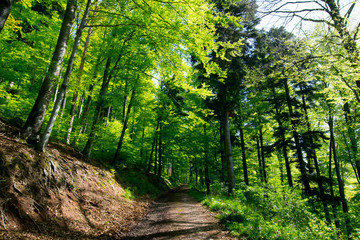 Obraz premium Wald in den Vogesen nahe La Vancelle