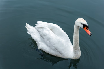 Wild white swan swimming in a blue lake.