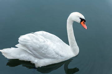 Wild white swan swimming in a blue lake.