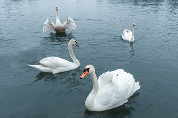 Four wild white swans swimming in a blue lake.