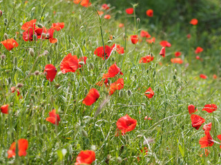 Fleurs &eacute;panouies rouges de coquelicots dans un champ 'Papaver rhoeas'