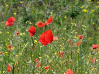 Fototapeta na wymiar Fleurs épanouies rouges de coquelicots dans un champ 'Papaver rhoeas'