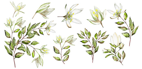 Watercolor illustration. Botanical collection.  Set: leaves, flowers,branches, herbs and other natural elements. White flower.