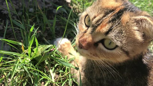 cat catches a lizard