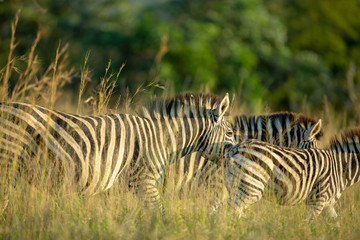 Fototapeta na wymiar Zebra's in the afternoon sunlight