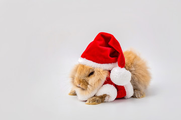 Merry Christmas and Happy Holidays. Rabbit wearing Santa Cross dress. Happy Easter Day. Brown rabbit on white background. Cute Brown baby bunny on gray background.