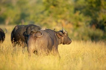 Obraz premium Buffalo breeding herd in the late afternoon sunlight of a fine autumns day