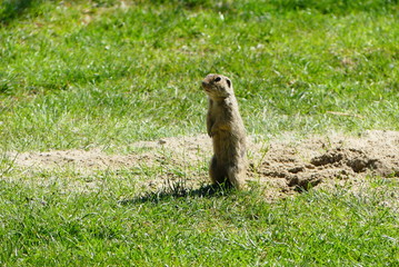Erdmännchen