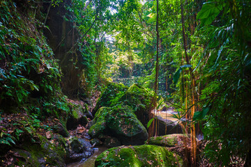 Morning light in beautiful jungle garden with small waterfall. The concept of ecological tourism