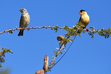 Königswitwe (vidua regia) in Namibia