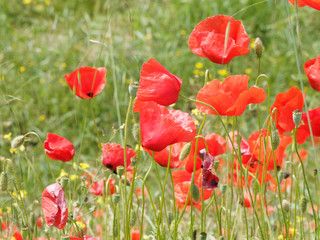 Obraz premium 'Papaver rhoeas' Rote Mohnblumen oder Klatschmohnen in einer grünen Wiese