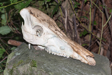Wild boar skull