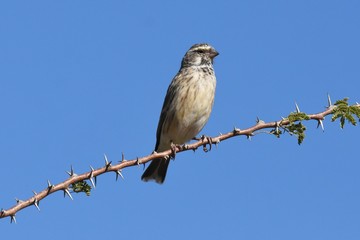 Königswitwe (vidua regia) in Namibia