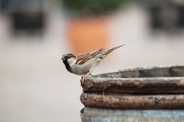 portrait of sparrow standing on wooden barrel at restaurant terrace
