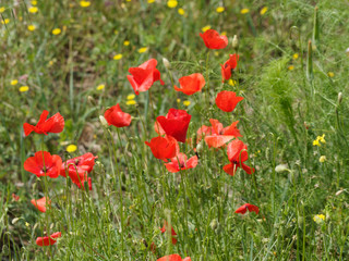 'Papaver rhoeas' Rote Mohnblumen oder Klatschmohnen auf einem Feld