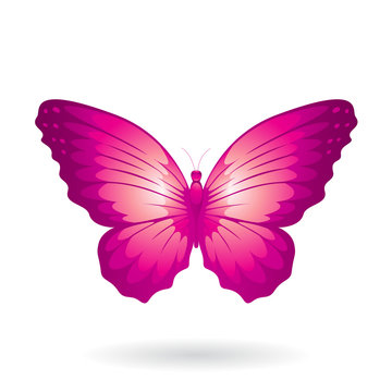 Magenta Glossy Butterfly with Dark Tipped Wings Illustration