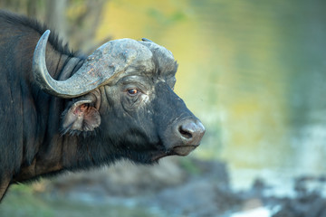Buffalo herd with bulls in the later afternoon sun of autumn