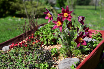 Pulsatilla - pasque flower outdoors with purple flower.