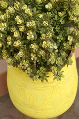 flowers in yellow pot