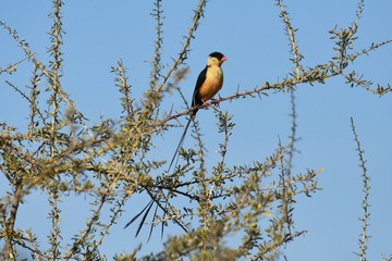 Königswitwe (vidua regia) in Namibia