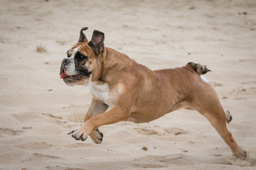 Athletic Bulldog