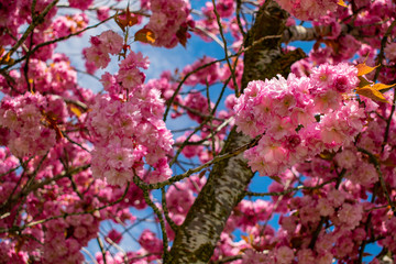 Looking up into a blooming cherry tree with fat pink blossoms in clumps and along branches, blue sky behind the pink flowers.