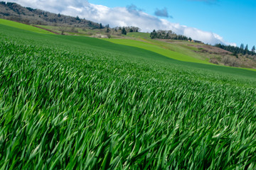 Bright green grain sprouts in the foreground while hills rise in the background with a blue sky and white clouds above in this view of an Oregon farm. 