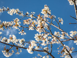 Cherry Tree in flower