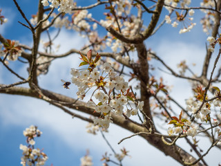 Cherry Tree in flower
