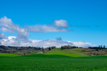 Obraz na płótnie Canvas A view of farming fields in Oregon layered over hills under a bright blue sky with fluffy white clouds