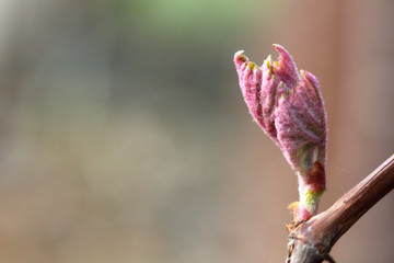 blooming buds in spring close-up. vine wakes up after hibernation
