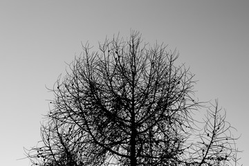 Fototapeta na wymiar Tree full of branches during winter