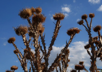 Dead Thistle Hands Detailed 