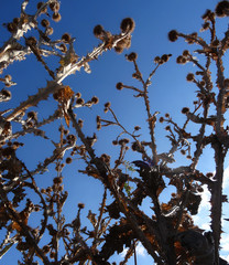 Withered Thistle Bush In The Field Over Blue Sky Background