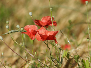 Red poppies 'Papaver rhoeas'