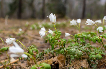 Close up, flowers in a clearing in the forest, snowdrops, on the autumn dry foliage in cloudy weather on the mountainside, spring