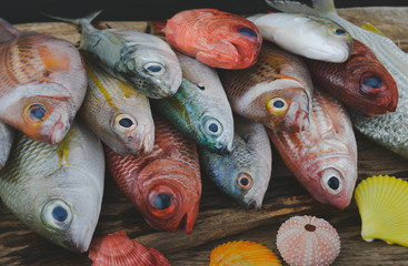 Group of colorful sea fishes  with grey tone color.