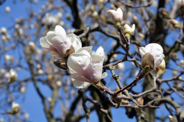 Magnolia tree